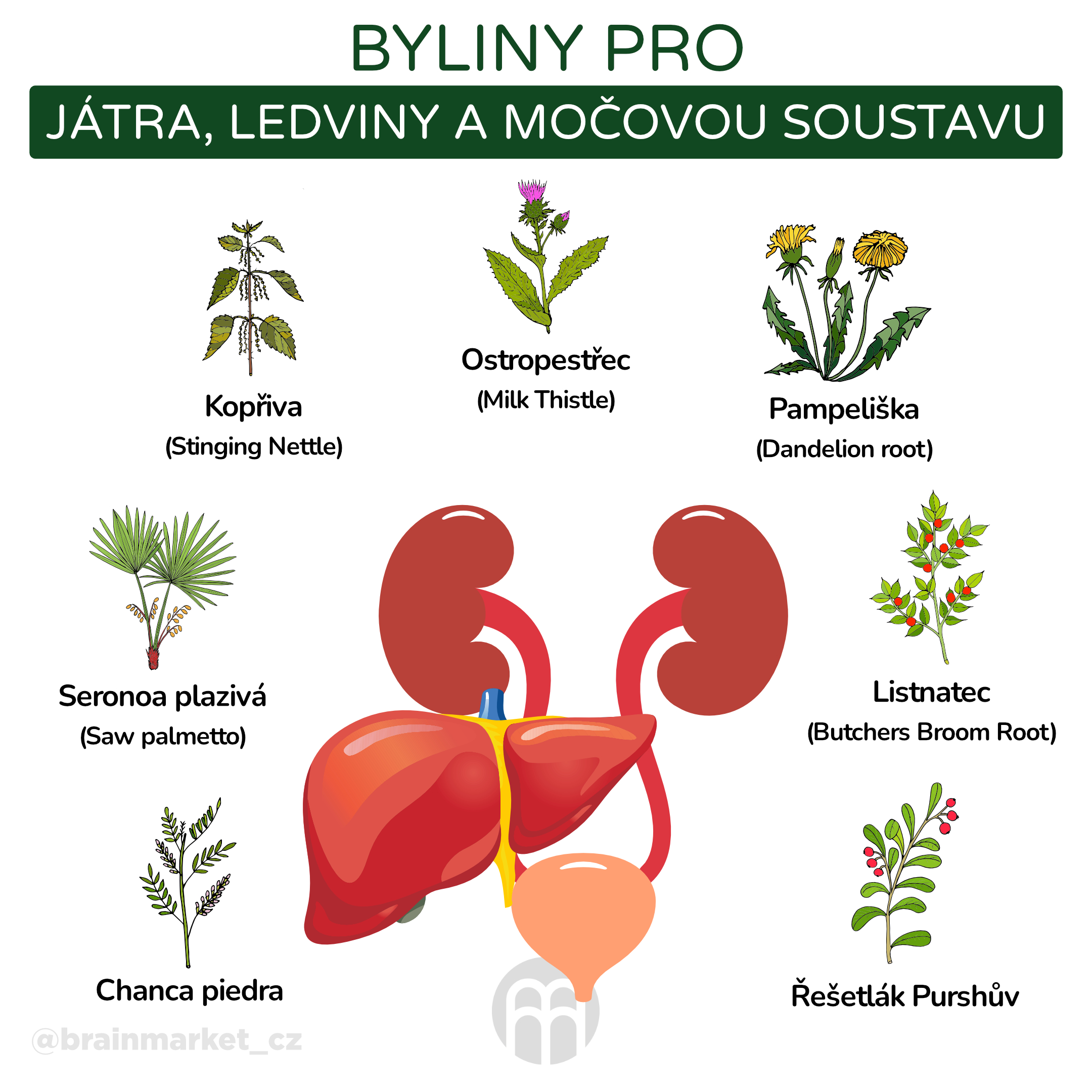 byliny pro játra, ledviny a močovou soustavu_infografika_cz
